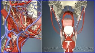 Pharynx and laryx close up  3D Human Anatomy  Organs [upl. by Hennessy]