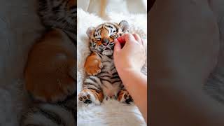 Cutest Baby Tiger Roaring for the First Time 🐯  Tiger Cub Adventures [upl. by Llertak307]