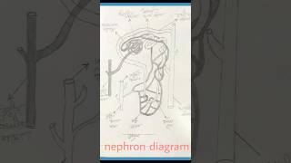 How to draw nephron diagram shorts art viralshorts [upl. by Anirol]