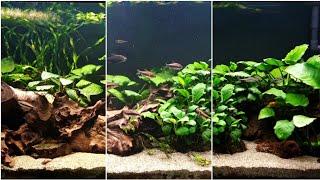 Anubias Aquarium Water change and minor tweaks [upl. by Nevai]