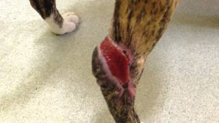 K9 tarsal wound treatment as an art form [upl. by Saum381]