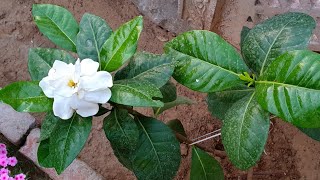 How to Grow and Care Gardenia  Gandhraj  Best Summer Flower  Fun Gardening [upl. by Nnairac218]