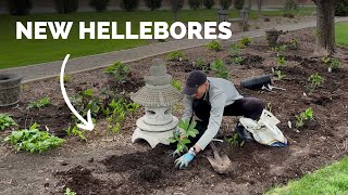 Planting Hellebores in Hosta Bed [upl. by Ahsiyt]