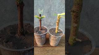 Lets compare guava and lemon Propagation at home garden [upl. by Naujd655]