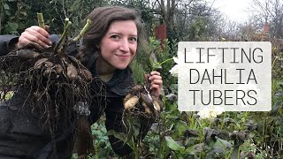 Growing Dahlias  Lifting Dahlia Tubers for Winter Storage  Homegrown Garden [upl. by Liauqram]