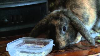 confused rabbit drinks sparkling water for first time [upl. by Kirt]