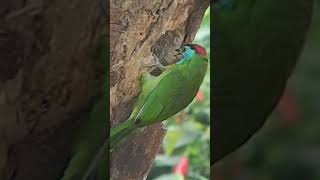 Blue Throated Barbet Nesting [upl. by Tadeas940]