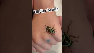 Eupoecila australasiae commonly known as the fiddlerbeetle or rosechafer bug [upl. by Cherise]