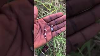 harvesting brachiaria pasture grass seed [upl. by Adnilg]