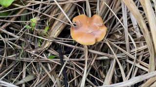 Identifying Cyanescens [upl. by Mady]