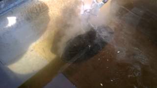 Electrolysis At Work On A Cast Iron Skillet [upl. by Hudson]