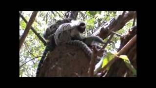 Common Marmosets in the Wild [upl. by Lenzi]