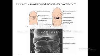 development of pharyngeal arch  pouch and cleft [upl. by Carothers]