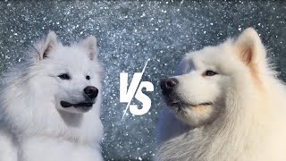 🐾 American Eskimo Dog 🆚 Samoyed ❄️Arctic Companions Compared ❄️ [upl. by Yzdnil]