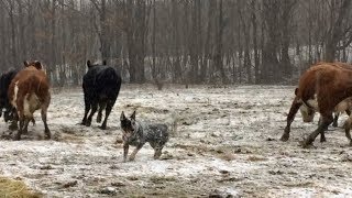 Bandit practices his herding skills  Australian Cattle Dogs [upl. by Zahavi]