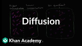 Diffusion  Membranes and transport  Biology  Khan Academy [upl. by Uyr346]