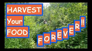 HARVEST Your Food FOREVER NATUREGUIDED DESIGN CREATE a PERMACULTURE Food Forest Paradise Part 12 [upl. by Noscire]