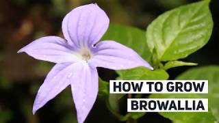 Browallia Growing Guide Bush Violet by Gardeners HQ [upl. by Basile]