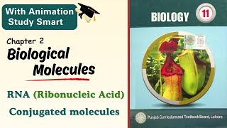 RNA Ribonucleic acid  Conjugated molecules  Chapter 2  Class 111st year  Punjab biology [upl. by Emmey381]