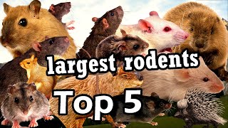 Top 5 largest rodent species in the world [upl. by Rubel]