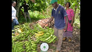 PIF Organisation de la production de Vivo Plants de banane plantain [upl. by Lesko405]