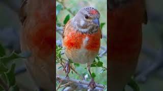 Fascinating Facts About Finches Diversity Diet and Dazzling Plumage [upl. by Sikorski]