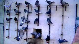 Racing Pigeons listen to training commands [upl. by Annerb]