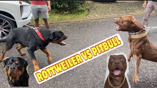 Best Videos Of Rottweiler  TOP MOMENTS [upl. by Zetrom]