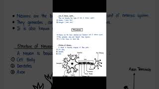 Nervous System Neuron Neuroglia Type Of neuron Human Antonym And Physiology [upl. by Abixah]