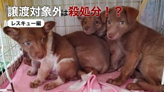 びびり犬は生きちゃダメですか！？ [upl. by Chae]