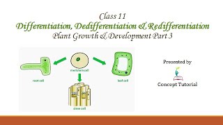 Differentiation Dedifferentiation Redifferentiation  Plant Growth amp Development  Biology 11NEET [upl. by Llerot399]