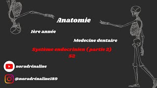 système endocrinien partie 2Anatomie شرح بالدارجة [upl. by Chadburn]