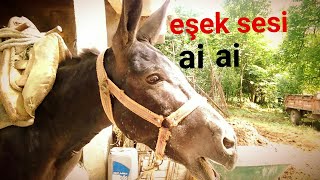 EŞEK●SESLERİ zırlaması anırma sesi videoları sıpası şakasivideosudişiyavrusuoğluatninni [upl. by Ynneb564]