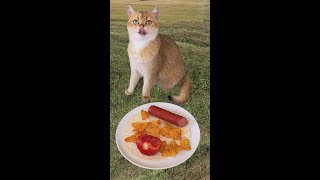 🚗🍕 My Cat Turns Little Car Food I gave Into a Delicious Pizza for Me 😻🍽️ cat pizza catlover [upl. by Florine]