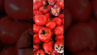 Cat tomatoes 🍅 [upl. by Reyotal31]