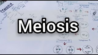 Meiosis  Meiosis Cell Division  Reduction division  Hindi   Meiosis Stages [upl. by Knuth979]