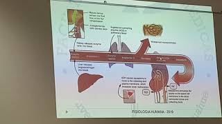 Regulación de osmolaridad y volumen del LEC parte 3 [upl. by Niko647]