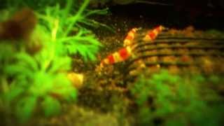 Crystal Red and Cherry Shrimp with Extensive Caring Tips [upl. by Marven291]