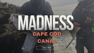 ABSOLUTE MADNESS Cape Cod Canal Fishing [upl. by Ycnuahc]