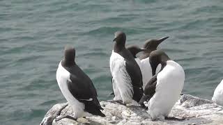 Farne Islands May 2024 [upl. by Bachman]