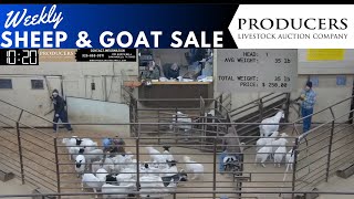 1232024  Producers Livestock Auction Company Sheep amp Goat Auction [upl. by Peednama726]