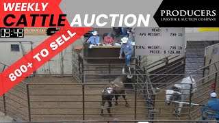 4202023  Producers Livestock Auction Company Cattle Auction [upl. by Mayworm]