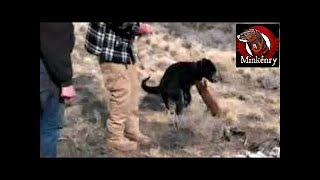 Washushe the Mink Attacks Dog Durring First Hunt [upl. by Assiron]