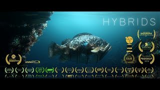 HYBRIDS  FILM [upl. by Jobyna]