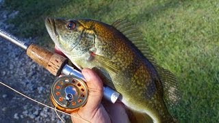 Peacock bass Hybrids with Micro Fly Reel by Penfishingrodscom [upl. by Livia574]