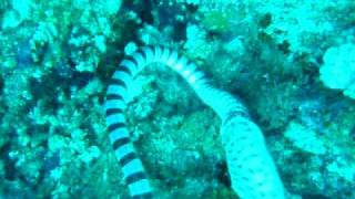 Sea snake eating a Moray eel [upl. by Suivatram]