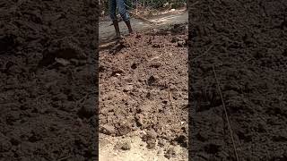 tending funny paddyland riceproduction muck work hardwork land funny shorts [upl. by Ileyan]