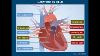 Comment est organisé le cœur [upl. by Nilek166]