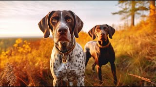 German Shorthaired Pointer Discovering Their Tracking Abilities [upl. by Stovall]