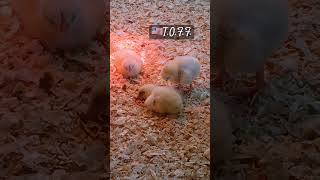 We Got A NodderBaby Meat Bird Chicks Sleep Alot amp Grow Alot meatchickens farming [upl. by Nostrebor879]